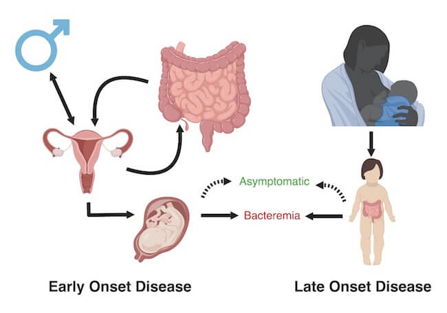 Group B Streptococcus (GBS) pathways to infection in newborns